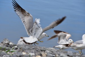 Seagulls in Wicasset